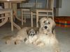 Havaneser Foto: Hallo! Das ist unser Havaneser mit unserer Mischlingshündin Sally (ID 15836) Havaneser Hund