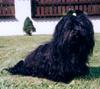 Havaneser Foto: Barletta (ID 750) Havaneser Hund