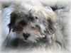 Havaneser Hund
