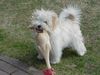 Havaneser Foto: ie ist ja nur aus Gummi (ID 7020) Havaneser Hund