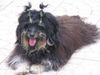 Havaneser Hund