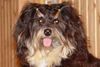 Havaneser Foto: Disneyland`s Ultra High Habana Boy (ID 16897) Havaneser Hund