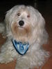 Havaneser Hund