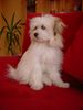 Havaneser Hund