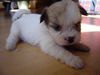 Havaneser Foto: Ich bin jetzt schon 4 Wochen alt (ID 13776) Havaneser Hund