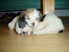 Havaneser Foto: Unser Boomer mit seinem Schwesterchen (ID 13777) Havaneser Hund