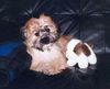 Havaneser Foto: Und nun? (ID 7021) Havaneser Hund