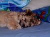 Havaneser Foto: Gino - 11 Wochen alt (ID 13050) Havaneser Hund