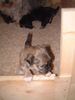 Havaneser Foto: Gino - 3 Wochen alt (ID 12303) Havaneser Hund