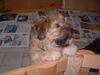 Havaneser Foto: Gino mit 10 Wochen (ID 12248) Havaneser Hund
