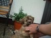 Havaneser Foto: Gino mit 10 Wochen (Juni 2004) (ID 12249) Havaneser Hund