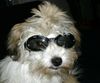 Havaneser Hund