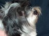 Havaneser Foto: Bienchen (ID 10150) Havaneser Hund