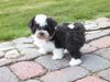 Havaneser Foto: Jespersens Heart of Fire (ID 7028) Havaneser Hund