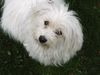 Havaneser Hund