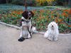 Havaneser Hund