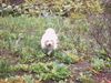 Havaneser Hund