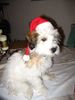 Havaneser Hund