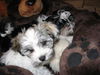 Havaneser Foto: Cassy vom Harzschlösschen (ID 42963) Havaneser Hund