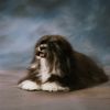 Havaneser Foto: Corina vom Salzetal (ID 12491) Havaneser Hund