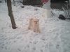 Havaneser Foto: Fari im Januar 2003 im Schnee (ID 3162) Havaneser Hund