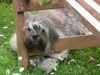 Havaneser Hund
