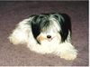 Havaneser Hund