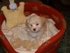 Havaneser Foto: Kann ich nicht doch lieber in Deinem Bett schlafen?? (ID 13380) Havaneser Hund