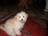 Havaneser Foto: Hey Baby!! Wie wär´s denn mit uns?? (ID 13381) Havaneser Hund