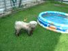 Havaneser Foto: Nein, ich will nicht baden! Sagen wir einfach, das ist eine neue Fellzeichnung, ja?! (ID 13384) Havaneser Hund