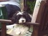 Havaneser Foto: Ist mir laaaannngweilig (ID 14119) Havaneser Hund