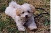 Havaneser Foto: Rico von den frechen Strolchen (ID 11882) Havaneser Hund