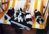 Havaneser Foto: Wir 6 wollen schwimmen (ID 14149) Havaneser Hund
