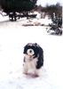 Havaneser Foto: In Kuba wras sehr Heiss-und hier ist alles Weiss! (ID 10970) Havaneser Hund