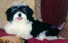 Havaneser Foto: Tess vom Salzetal (ID 7118) Havaneser Hund