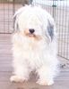 Havaneser Foto: Barbie Beauties Uschi (ID 3123) Havaneser Hund