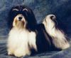 Havaneser Foto: Havaneser vom Salzetal (ID 5390) Havaneser Hund