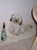 Havaneser Hund