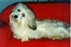 Havaneser Foto: Ch. Sandra´s Brilliance Belissima (ID 5893) Havaneser Hund