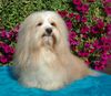 Havaneser Foto: Caramba Dame un Buchito (ID 9820) Havaneser Hund