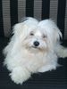 Havaneser Hund