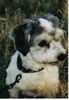 Havaneser Foto: Das ist Coffe... (ID 17314) Havaneser Hund