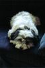 Havaneser Hund