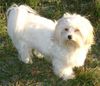 Havaneser Foto: Emmy mit 1 Jahr (ID 8585) Havaneser Hund