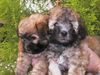 Havaneser Foto: HalbcubanerWelpen Hercules und Hannibal (ID 7023) Havaneser Hund