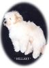 Havaneser Foto: Sörreds Paraiso Vanezza Cuba Libre * HILLARY-VAILLA * (ID 3919) Havaneser Hund