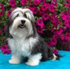 Havaneser Foto: Sandra´s Havana Lady Holiday (ID 5887) Havaneser Hund