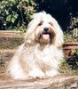 Havaneser Foto (ID 7754) Havaneser Hund