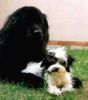 Havaneser Foto: Cleopatra vom Salzetal mit Bewacher (ID 12492) Havaneser Hund