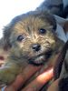 Havaneser Foto: Jessy mit 5 Wochen bei unserem ersten Besuch (ID 15617) Havaneser Hund